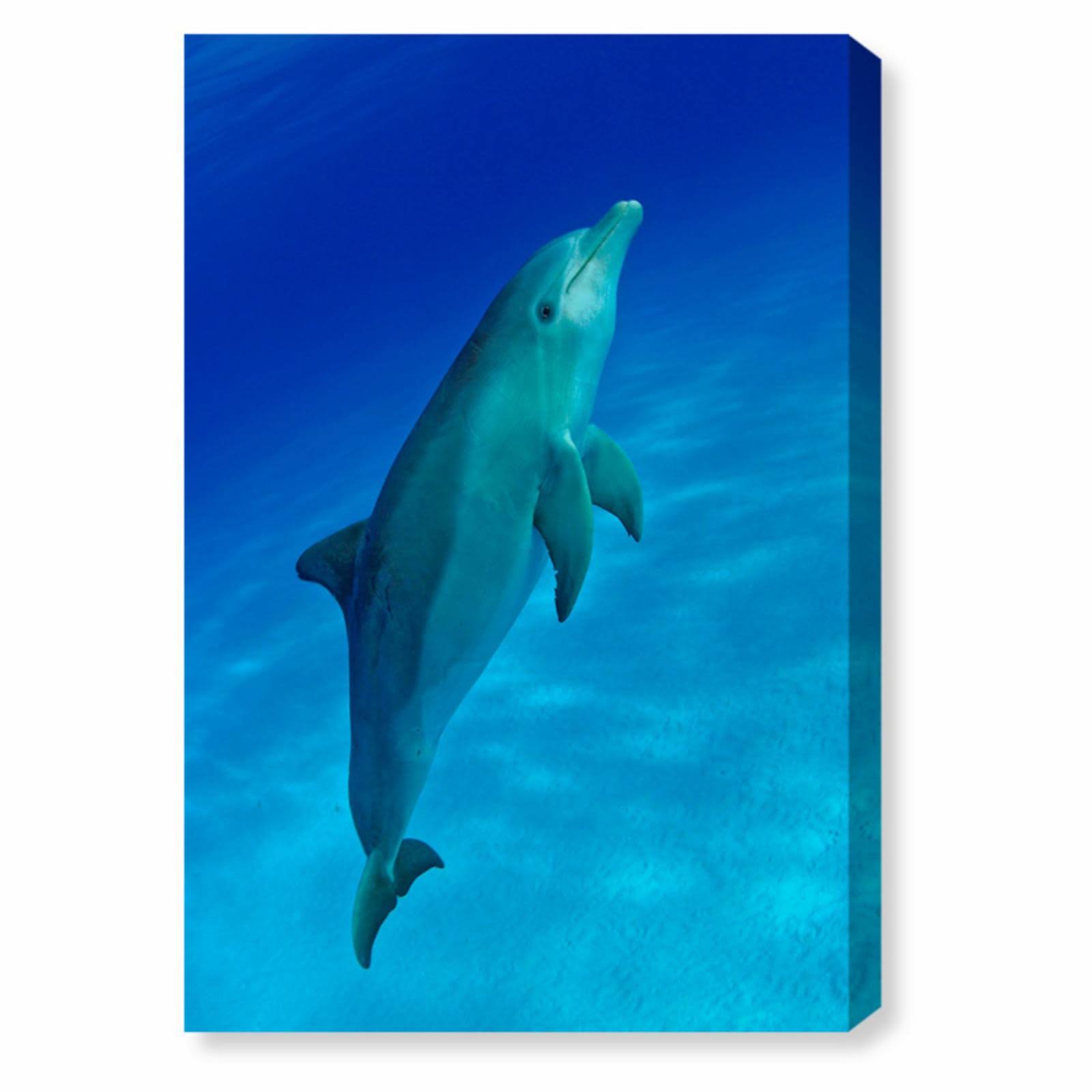Blue Dolphin Canvas Art H1697