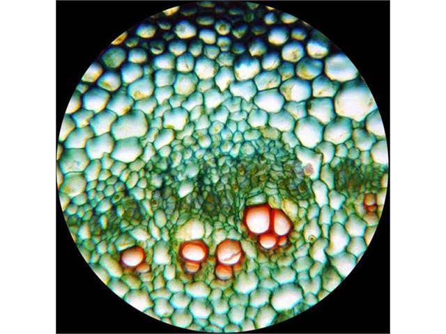 40X-1600X Binocular Compound Microscope with 1.3MP Camera T83532