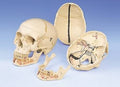 Anatomical Classic Skull With Opened Lower Jaw F126