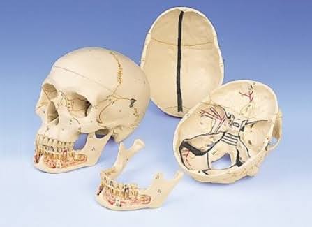 Anatomical Classic Skull With Opened Lower Jaw F126