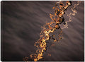 32x24 Fine Art Canvas M9196