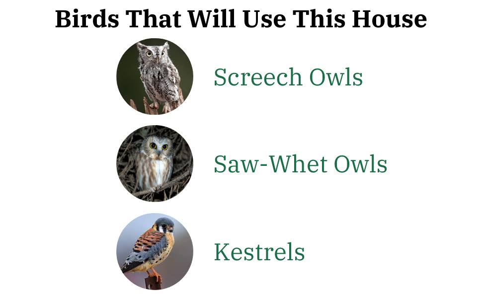 Poly Screech Owl House T4568