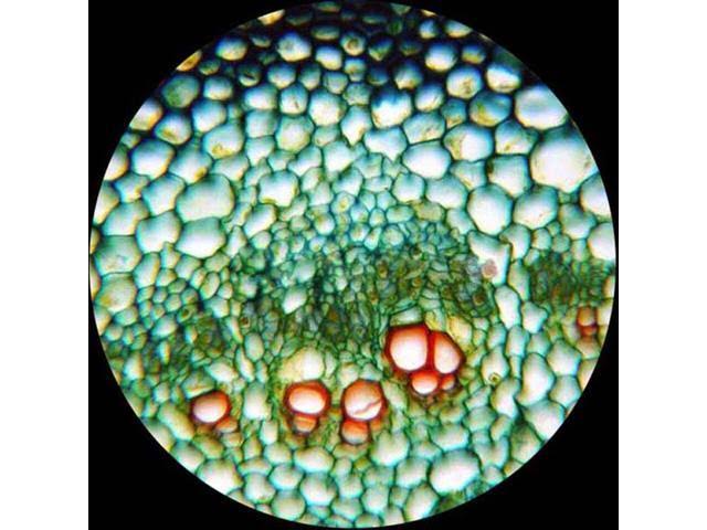 40X-400X Metal Glass Student Microscope with 2MP USB Digital Imager A622